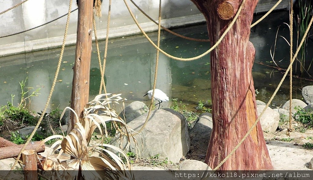 112.2.21 新竹動物園-白鷺鷥1.JPG