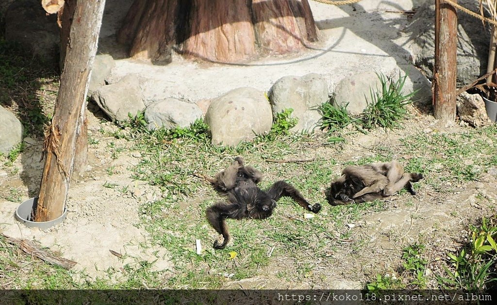 112.2.21 新竹動物園-灰長臂猿1.JPG