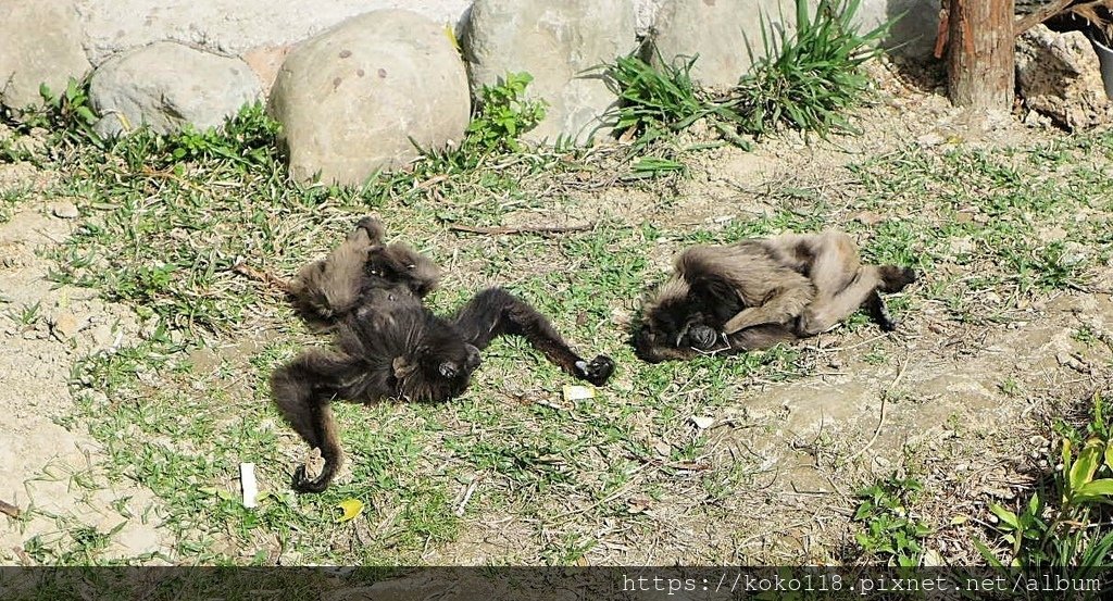 112.2.21 新竹動物園-灰長臂猿2.JPG