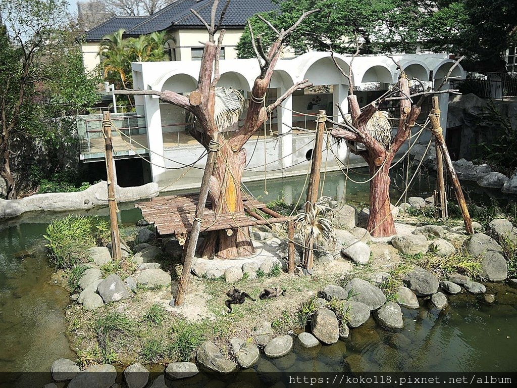 112.2.21 新竹動物園-灰長臂猿6.JPG
