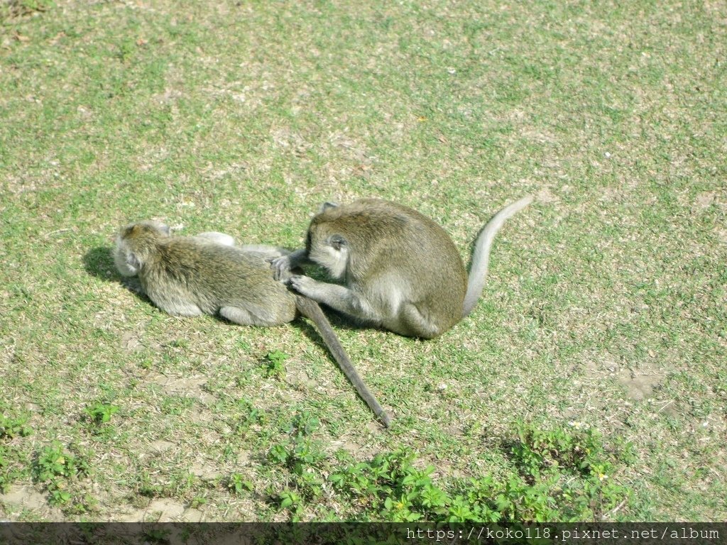 112.2.21 新竹動物園-馬來猴4.JPG