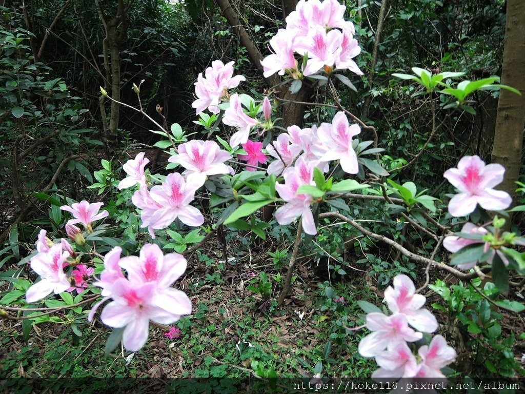 112.2.22 十八尖山-杜鵑花1.JPG