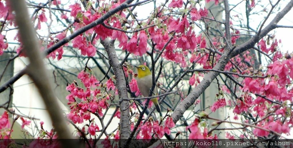 112.2.25 東山濕地生態教學公園外-山櫻花,綠繡眼4.JPG