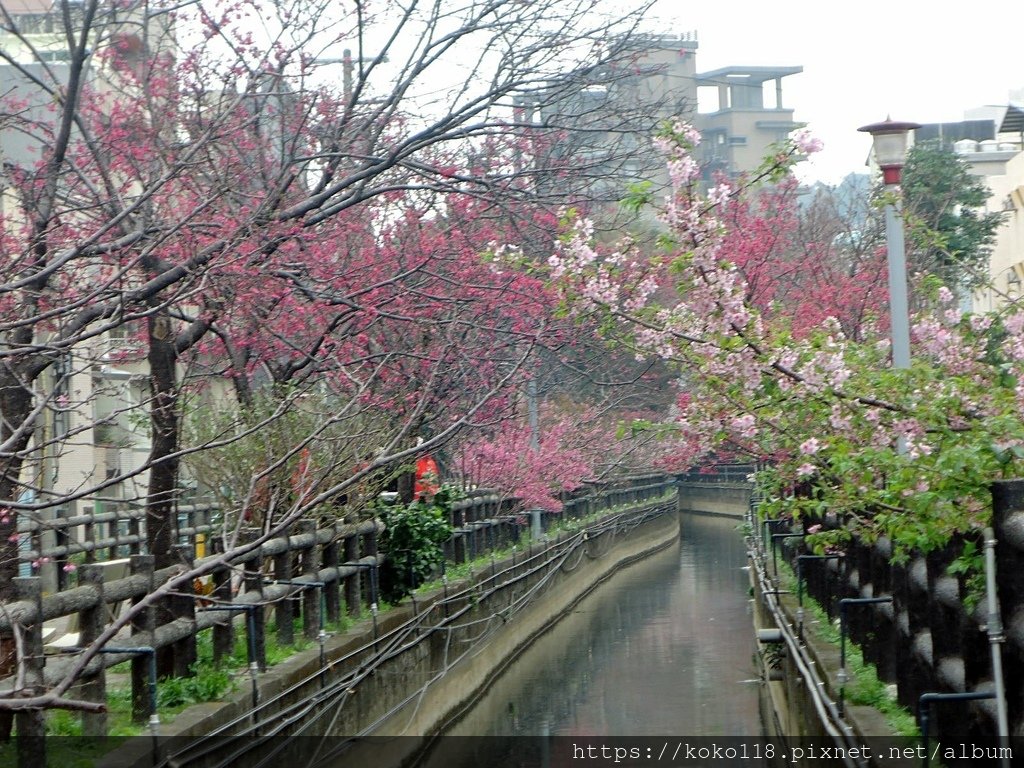 112.2.25 東山濕地生態教學公園外-山櫻花1.JPG