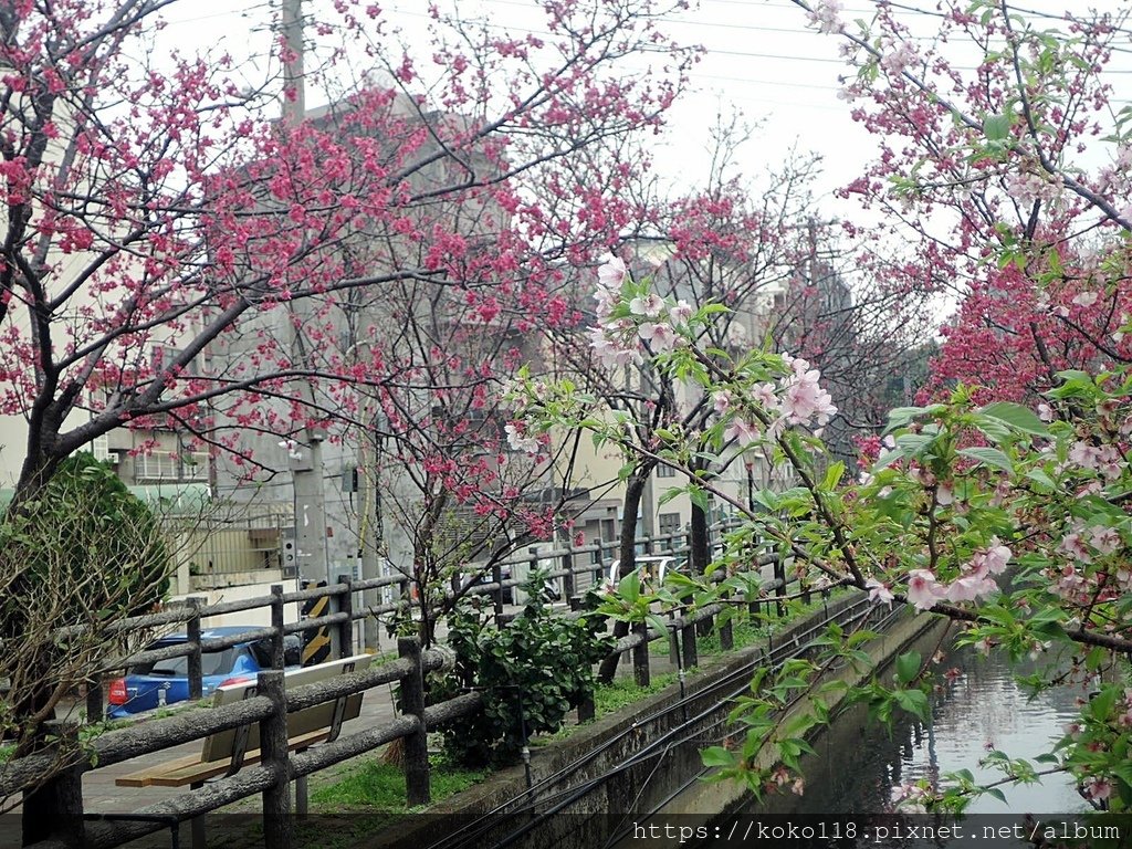 112.2.25 東山濕地生態教學公園外-山櫻花11.JPG