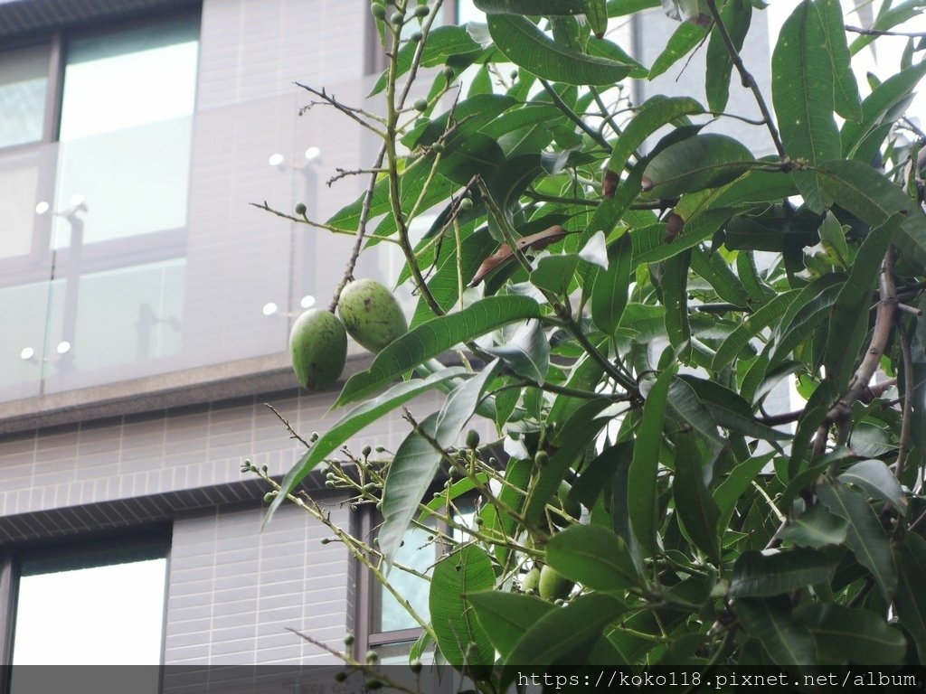 112.2.25 東山濕地生態教學公園外-芒果.JPG