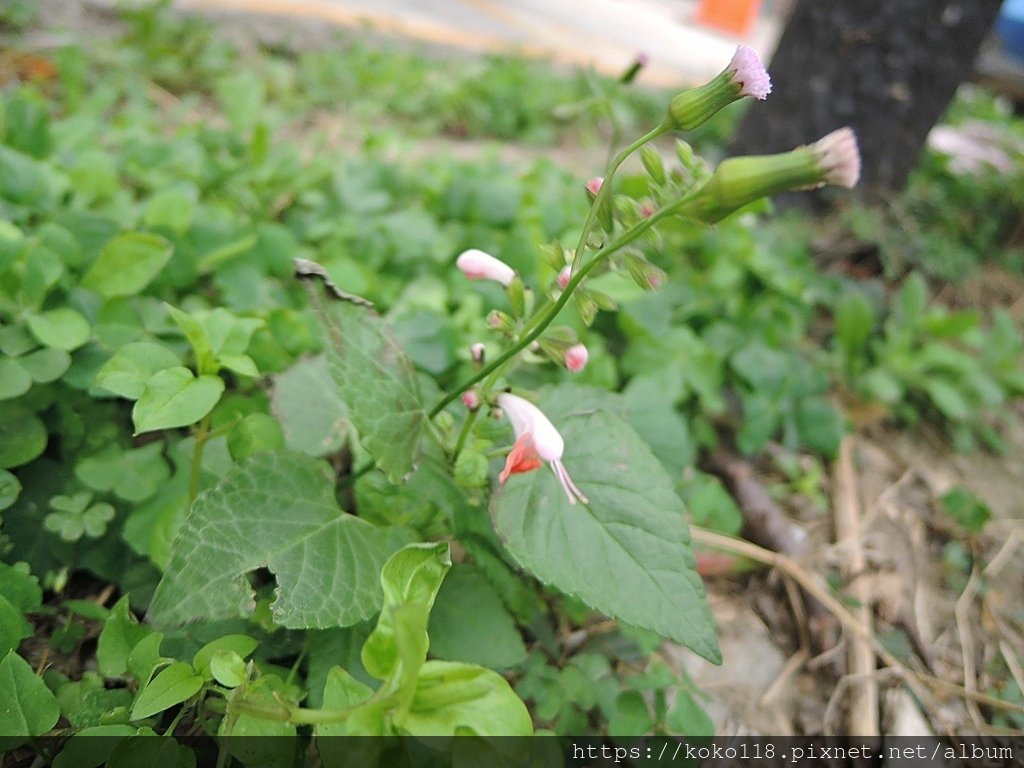 112.2.25 東山濕地生態教學公園外-櫻桃鼠尾草3.JPG