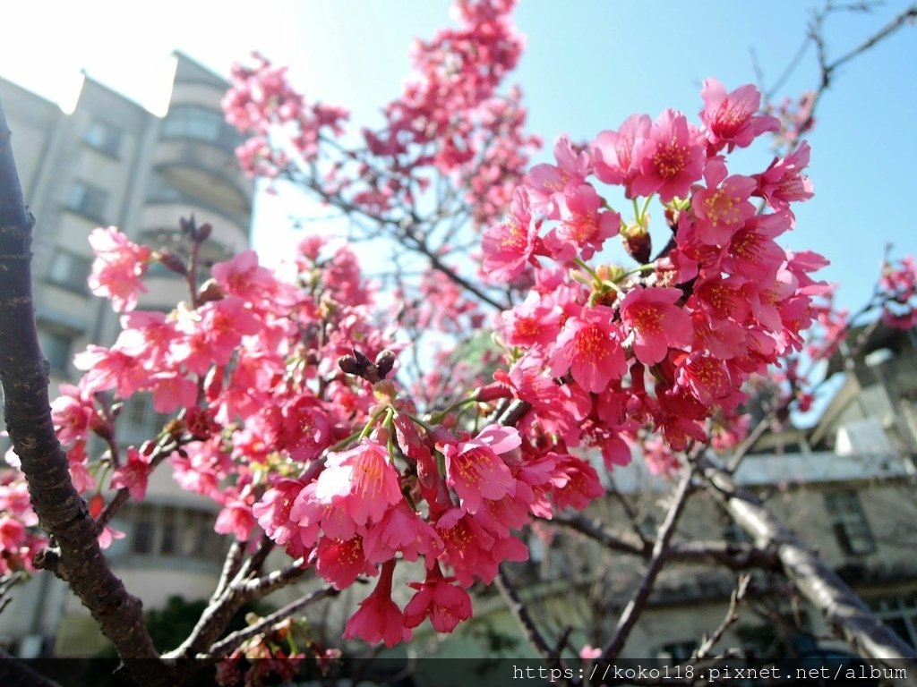 112.3.5 東山濕地生態教學公園外-山櫻花2.JPG