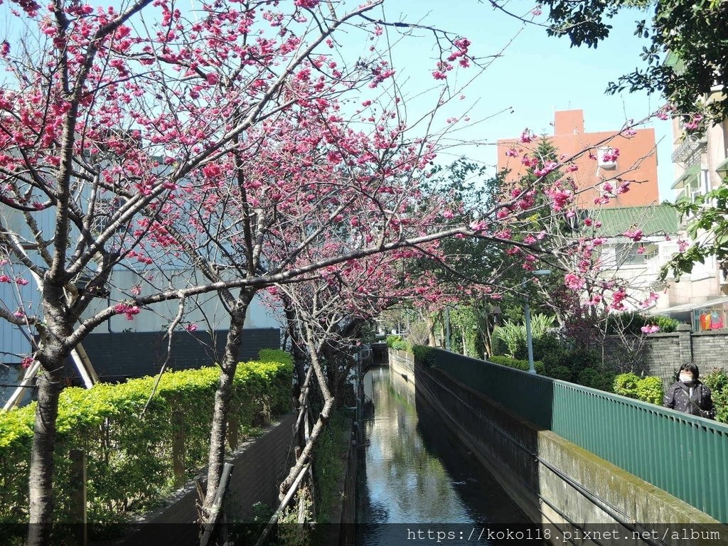 112.3.5 東山濕地生態教學公園外-八重櫻.JPG