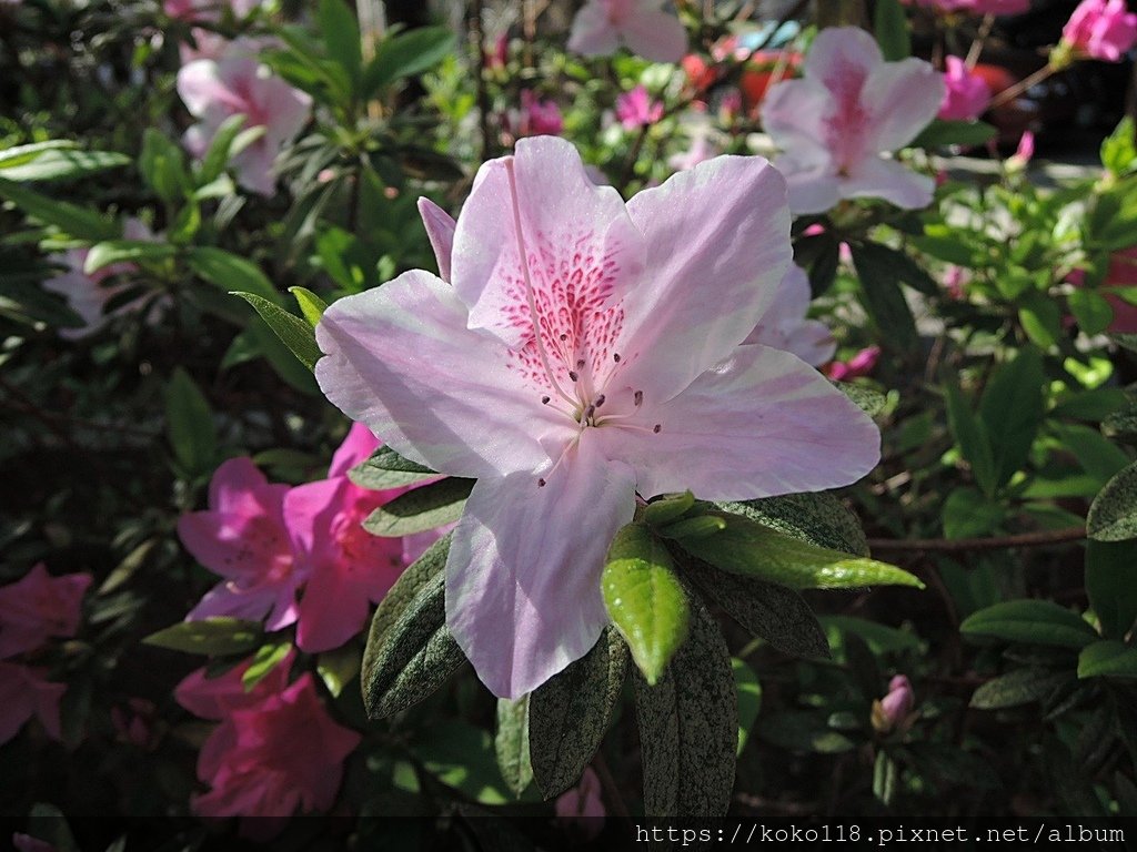 112.3.5 東山濕地生態教學公園外-杜鵑花5.JPG
