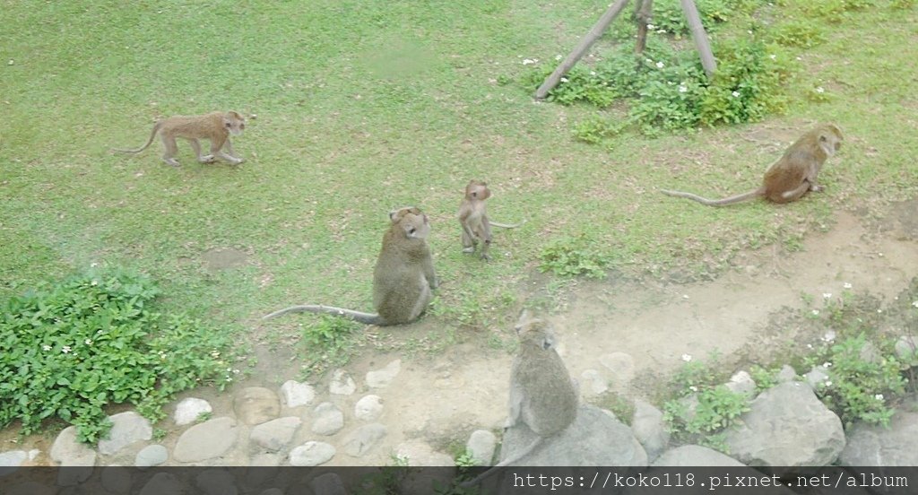 112.5.13 新竹動物園-馬來猴6.JPG