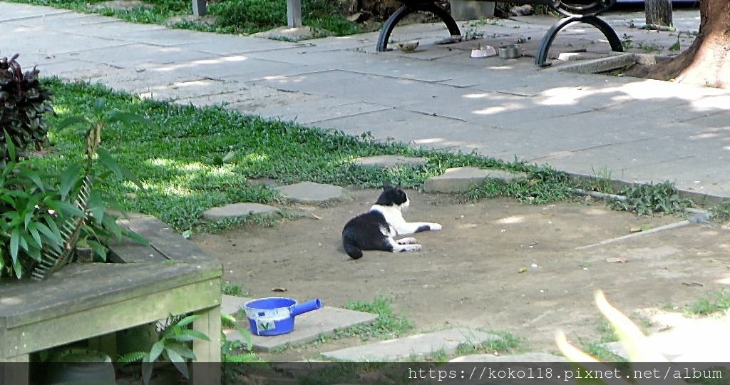 112.5.17 東山濕地生態教學公園-貓6.JPG