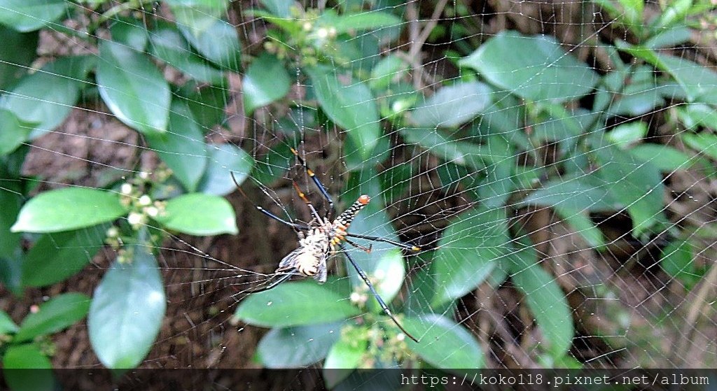 112.6.5 十八尖山-人面蜘蛛獵食蜜蜂.JPG