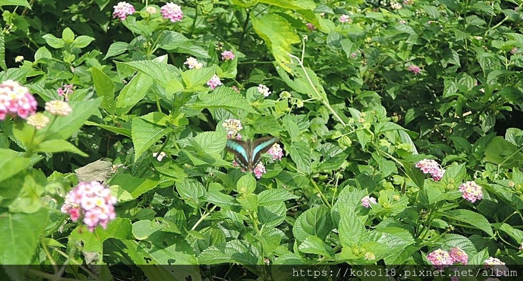 112.6.5 十八尖山-青帶鳳蝶2.JPG