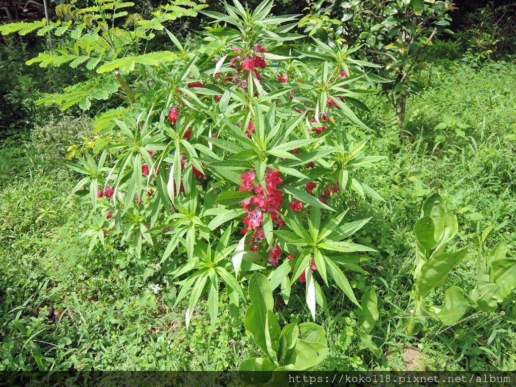 112.6.5 十八尖山-鳳仙花.JPG