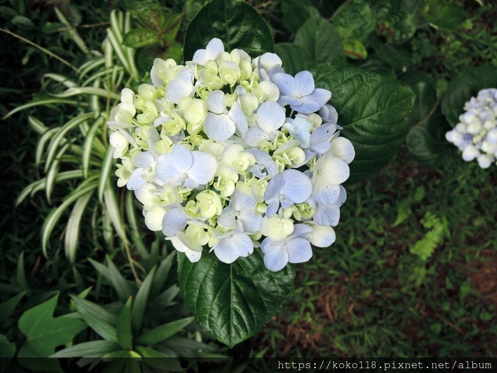 112.6.5 十八尖山-繡球花.JPG
