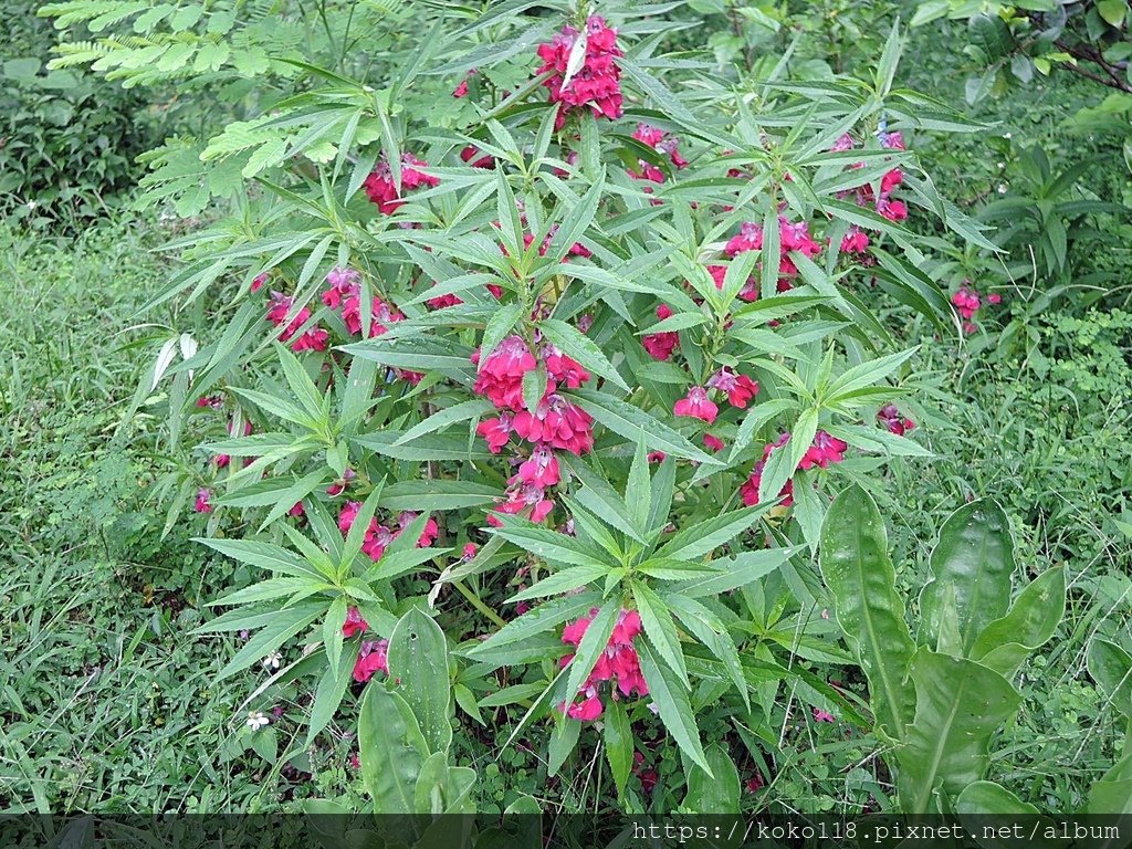 112.6.11 十八尖山-鳳仙花.JPG