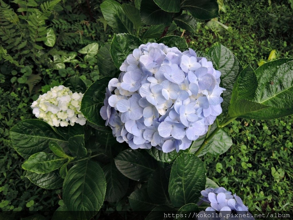 112.6.11 十八尖山-繡球花.JPG