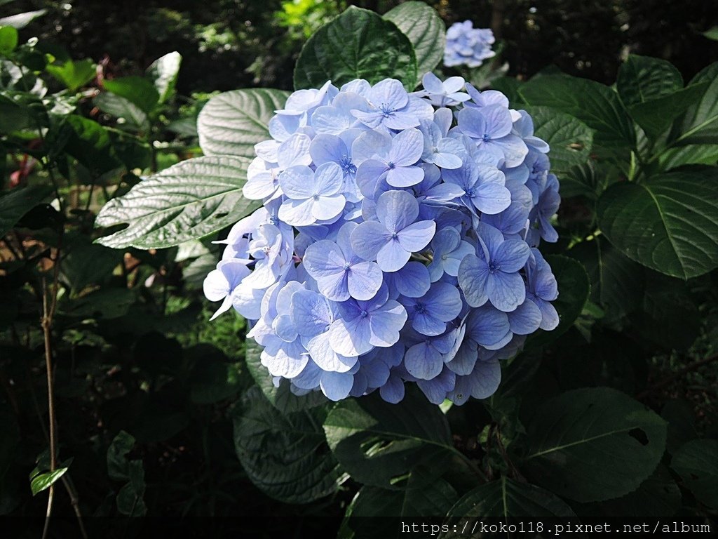 112.6.23 十八尖山-繡球花4.JPG