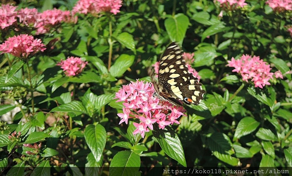 112.7.8 東山濕地生態教學公園-無尾鳳蝶,繁星花1.JPG