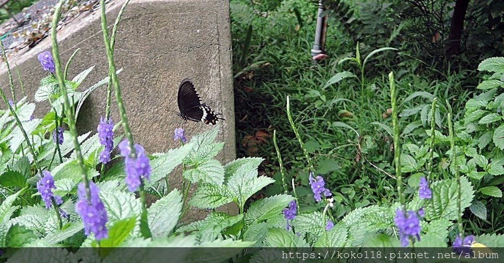 112.7.9 十八尖山-玉帶鳳蝶11.JPG