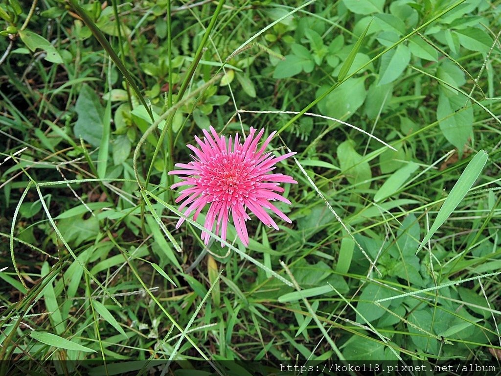 112.7.9 十八尖山-非洲菊.JPG