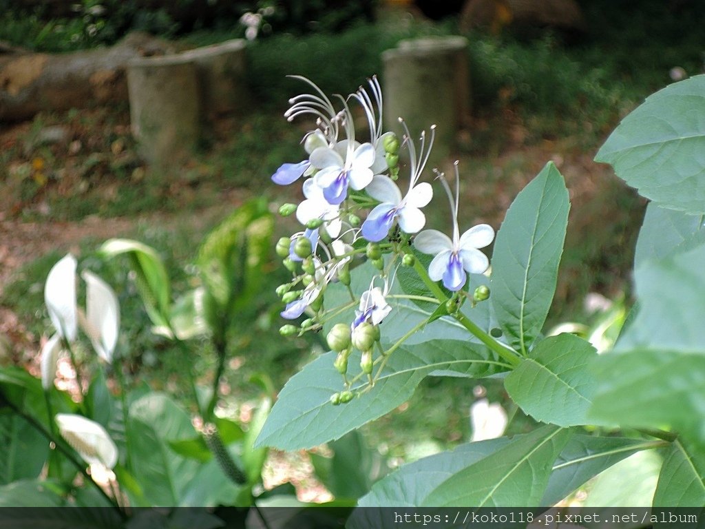 112.7.9 十八尖山-紫蝶花.JPG