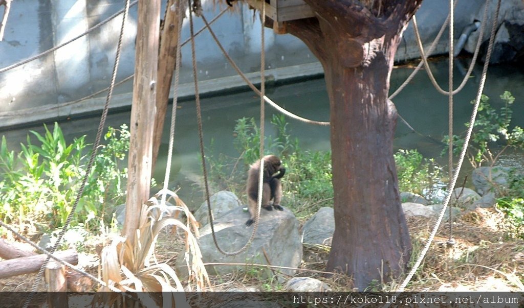 112.7.23 新竹動物園-灰長臂猿1.JPG