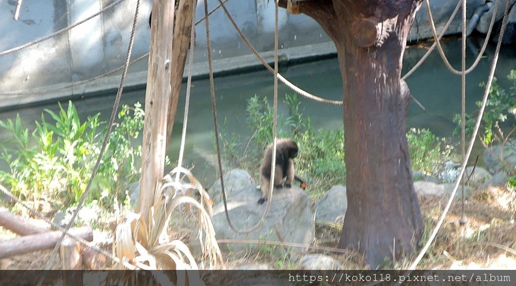 112.7.23 新竹動物園-灰長臂猿.JPG