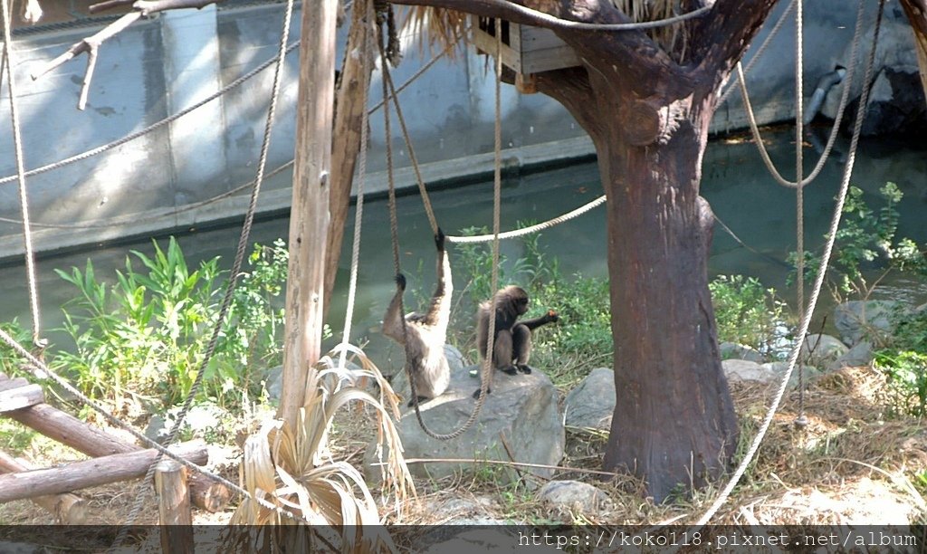 112.7.23 新竹動物園-灰長臂猿5.JPG