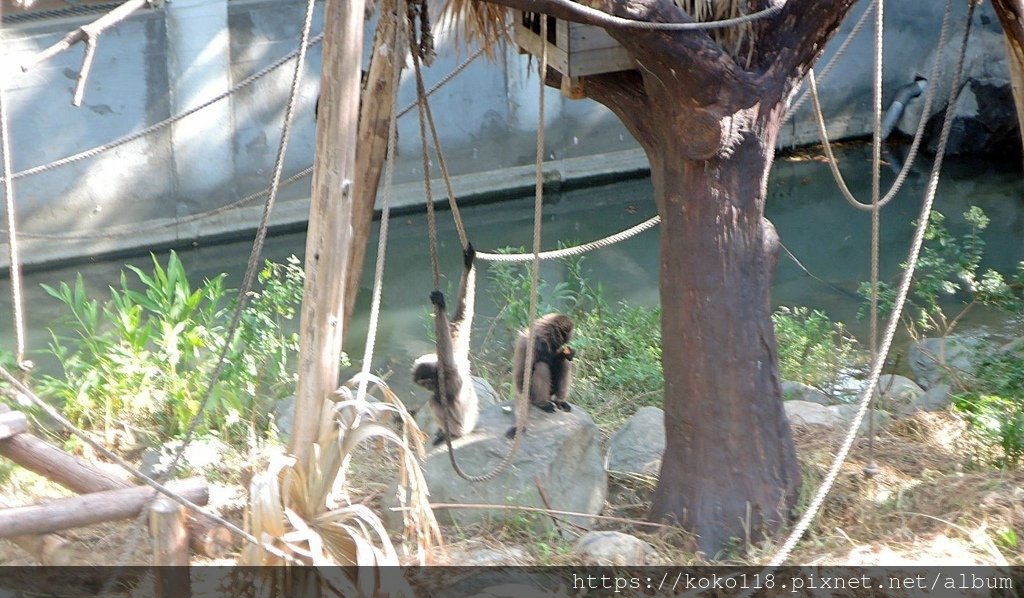 112.7.23 新竹動物園-灰長臂猿4.JPG