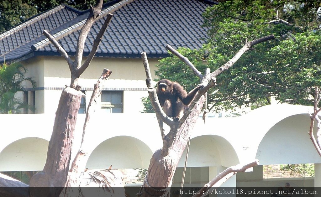 112.7.23 新竹動物園-灰長臂猿9.JPG