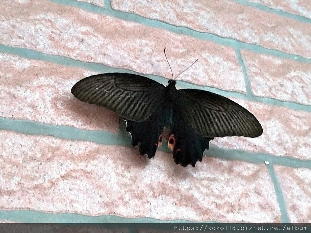 112.7.26 黑鳳蝶.jpg