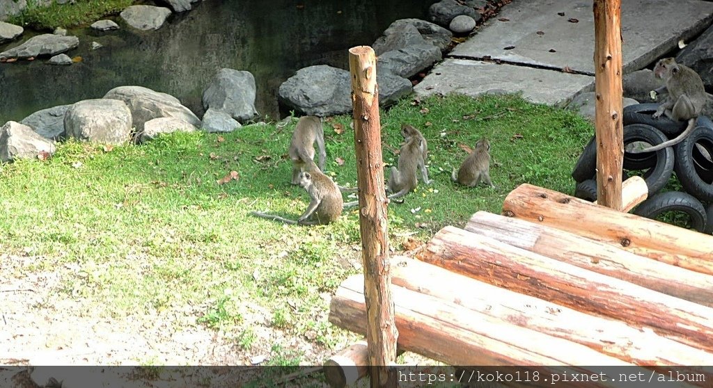 112.9.17 新竹動物園-馬來猴.JPG