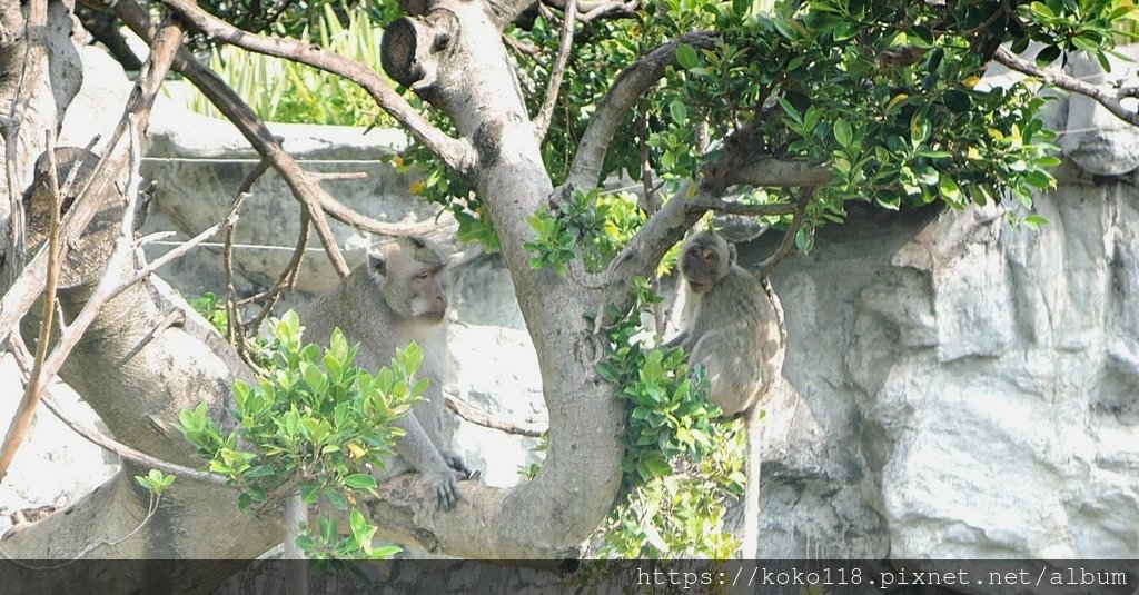 112.9.17 新竹動物園-馬來猴2.JPG