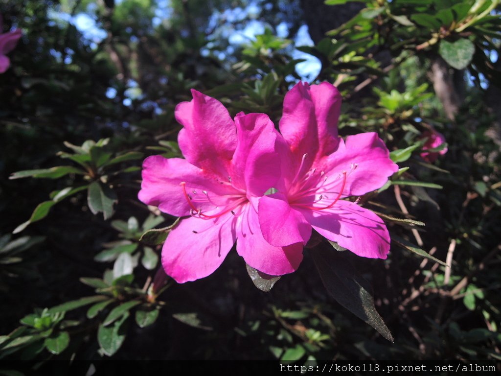 112.9.19 十八尖山-杜鵑花1.JPG