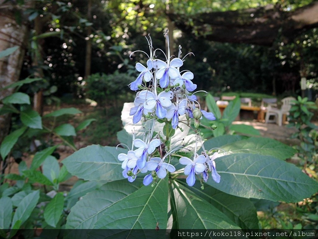 112.9.19 十八尖山-紫蝶花1.JPG