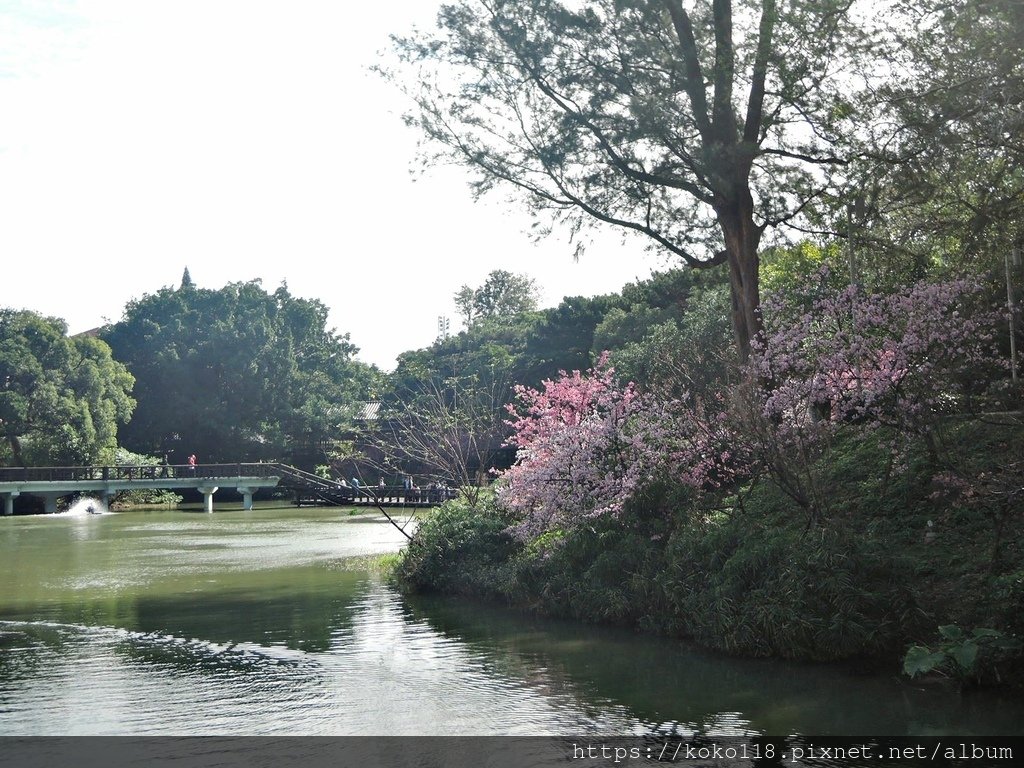 113.2.24 新竹公園-麗池-櫻花15.JPG