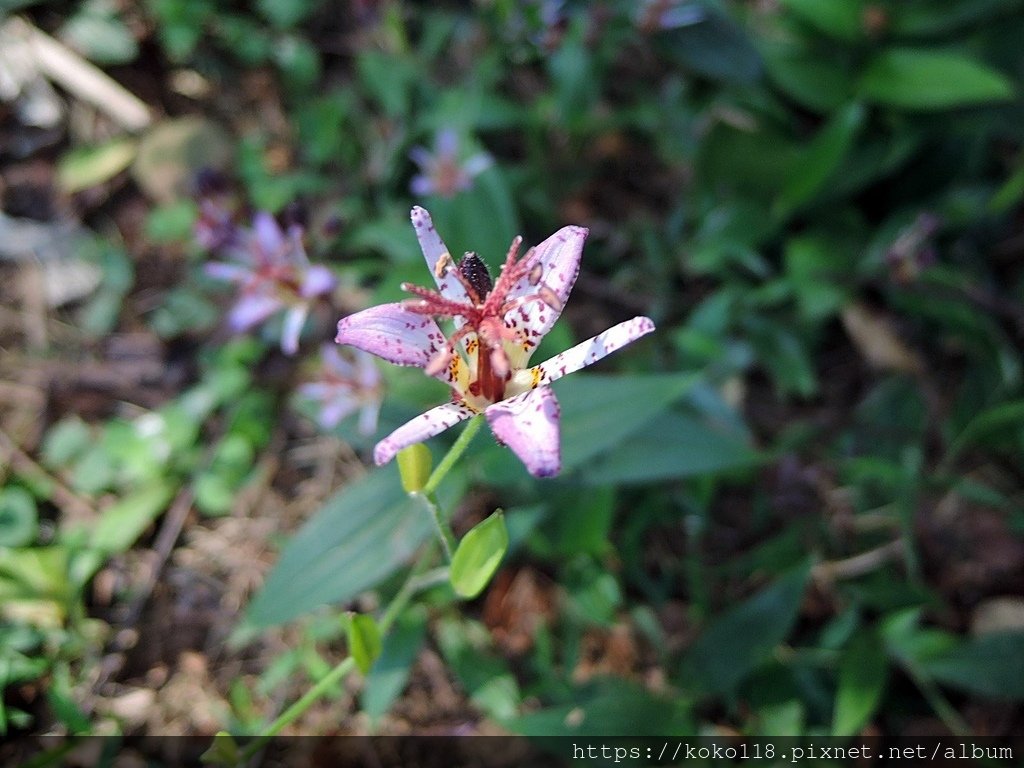 112.11.19 十八尖山-台灣油點草1.JPG