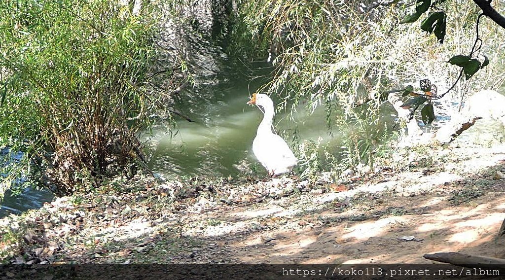 112.11.25 新竹公園-鵝.JPG