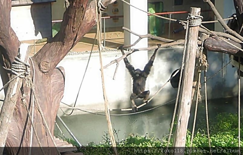 112.11.25 新竹動物園-灰長臂猿1.JPG