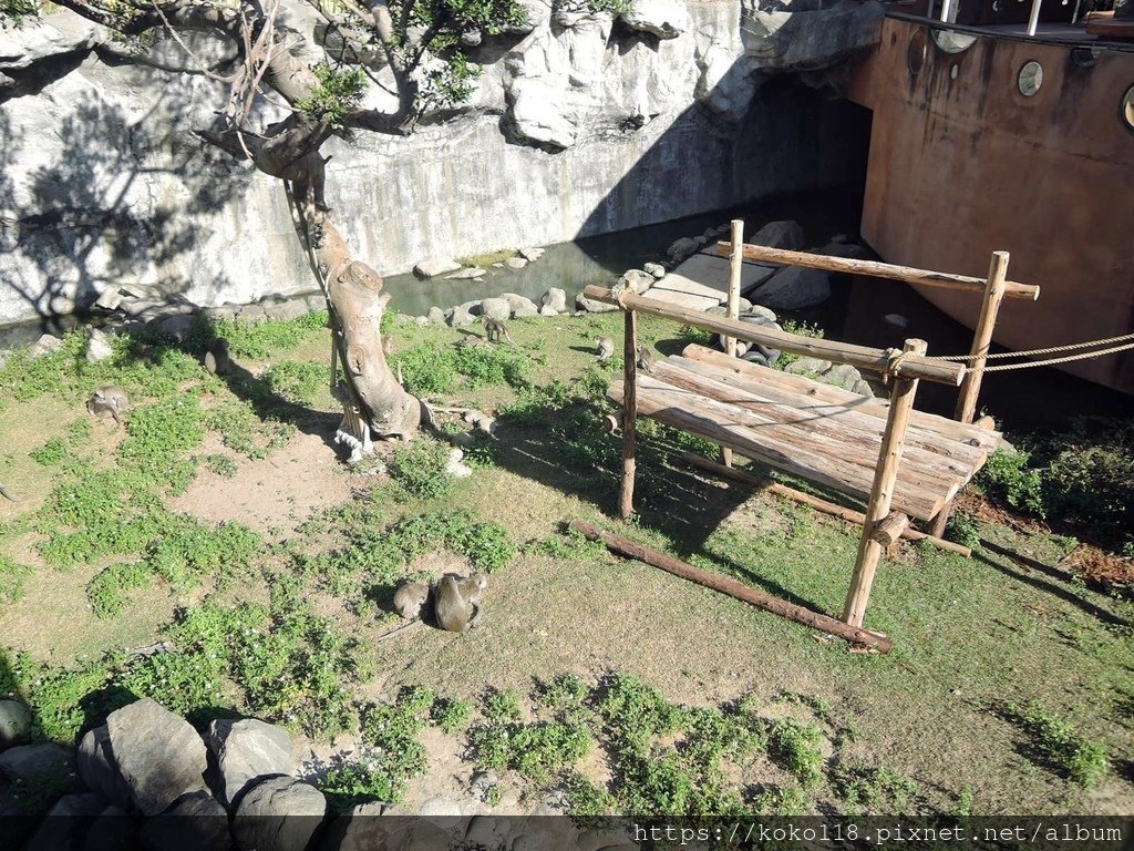 112.11.25 新竹動物園-馬來猴1.JPG