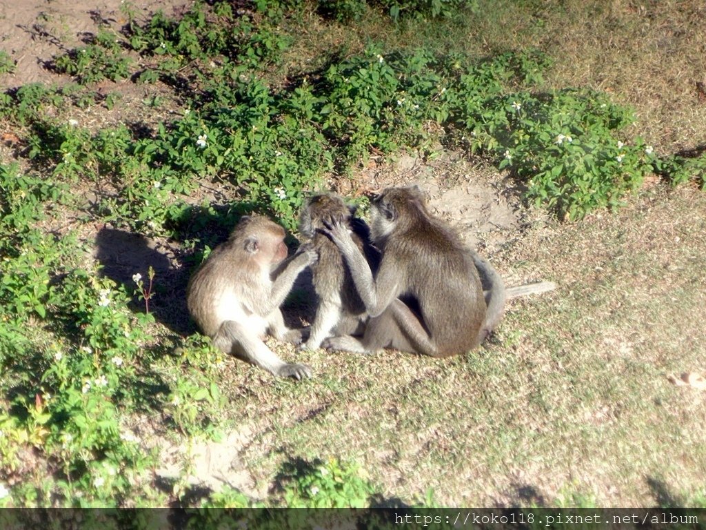 112.11.25 新竹動物園-馬來猴.JPG