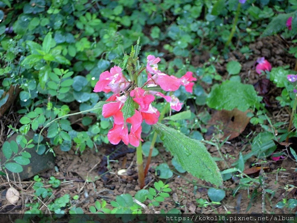 112.12.9 十八尖山-鳳仙花.JPG