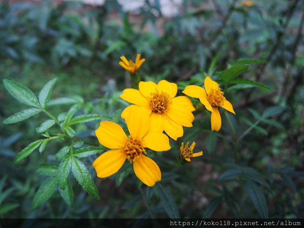 112.12.16 十八尖山-芳香萬壽菊.JPG