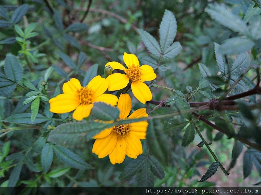 112.12.16 十八尖山-芳香萬壽菊1.JPG