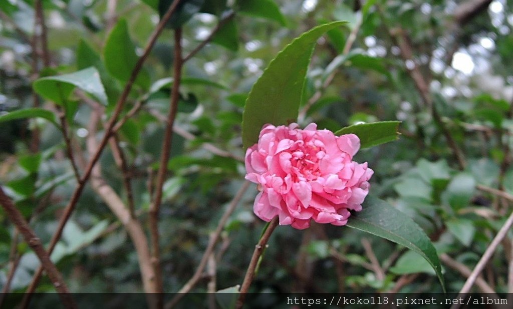 112.12.16 十八尖山-茶花.JPG