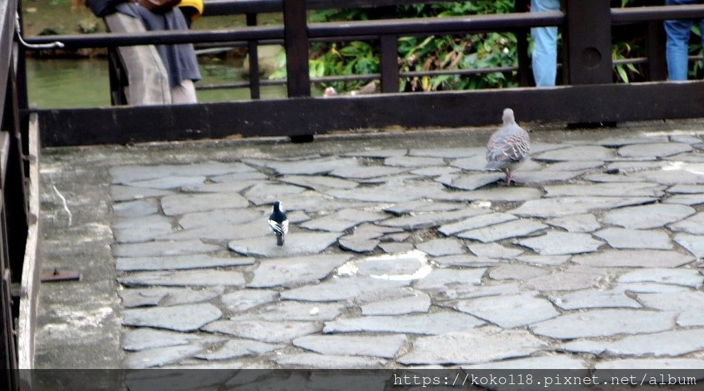 112.12.16 新竹公園-白鶺鴒,金背鳩.JPG