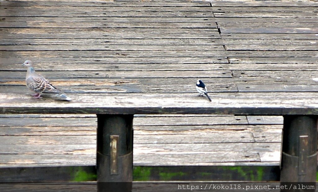 112.12.16 新竹公園-金背鳩,白鶺鴒1.JPG