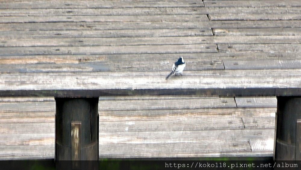 112.12.16 新竹公園-金背鳩,白鶺鴒5.JPG